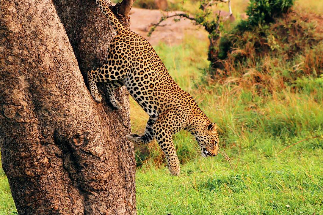 Explore-Africa-Safari Explore-Africa-Safari