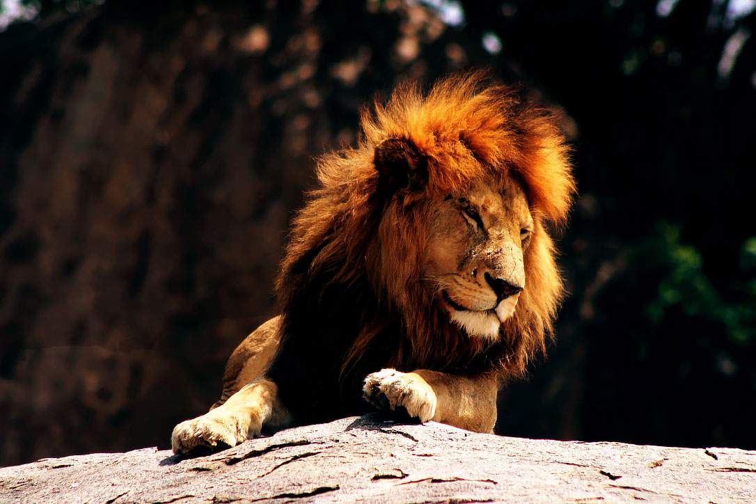 Lion-the-king-of-tanzania-safari Lion-the-king-of-tanzania-safari