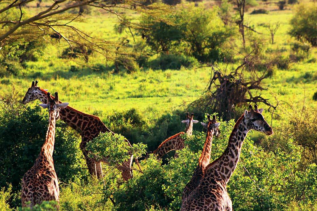 Tanzania-National-parks Wildebeest-passing-river