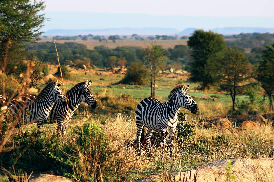 Zebra-beauty Zebra-beauty