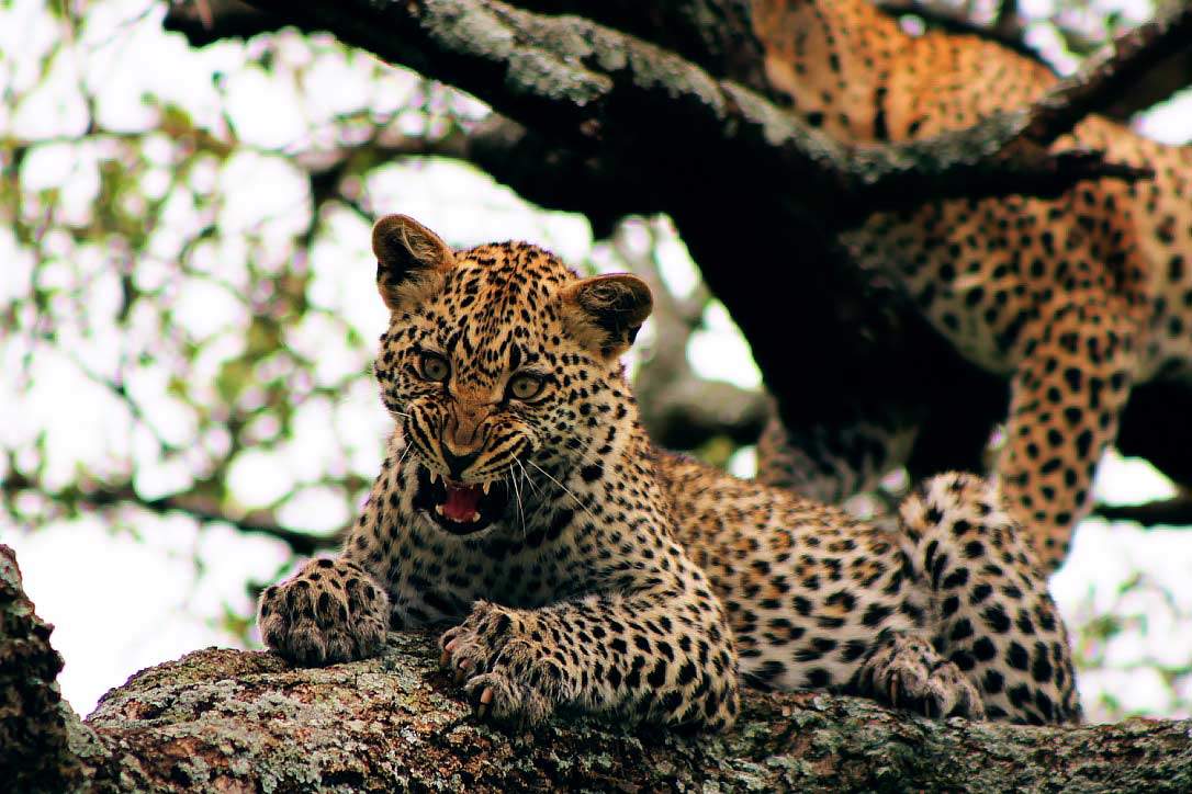 the-beuty-of-africa-safari the-beauty-of-Africa-safari
