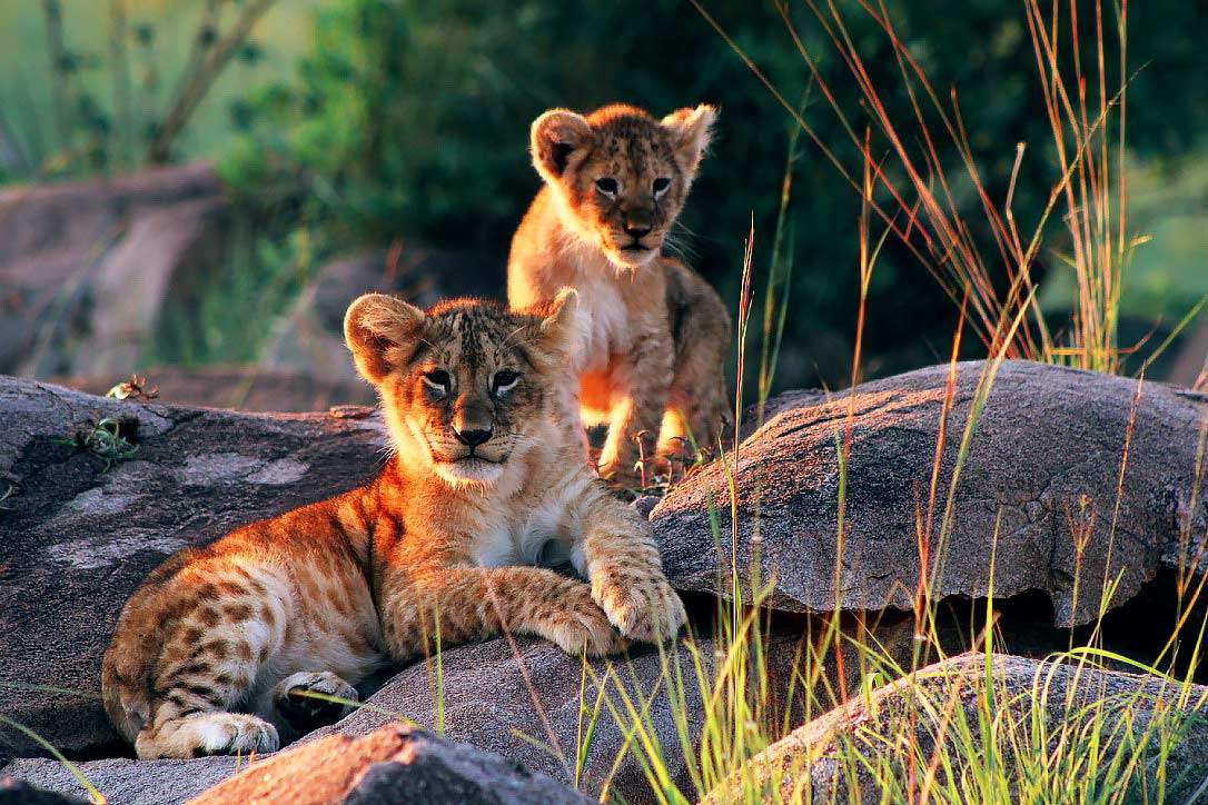 the-wonder-of-tanzania-safari Northen-Safari